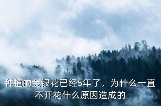種植的金銀花已經(jīng)5年了，為什么一直不開(kāi)花什么原因造成的