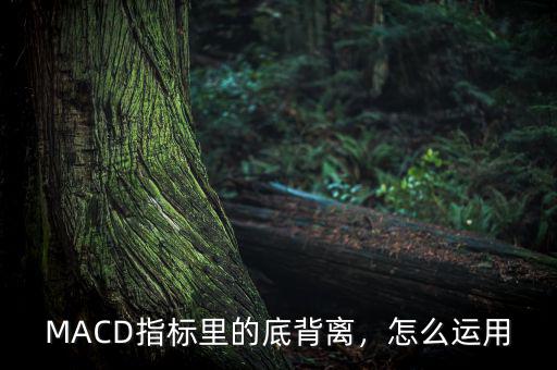 背離指標(biāo)怎么寫,MACD指標(biāo)里的底背離