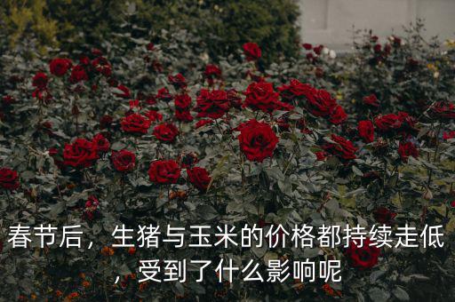 春節(jié)后，生豬與玉米的價(jià)格都持續(xù)走低，受到了什么影響呢