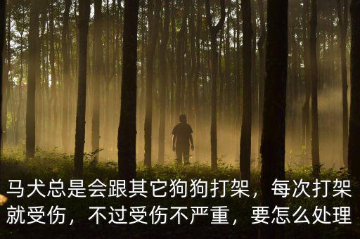 馬犬總是會跟其它狗狗打架，每次打架就受傷，不過受傷不嚴(yán)重，要怎么處理