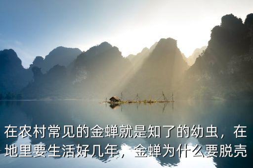 在農(nóng)村常見(jiàn)的金蟬就是知了的幼蟲(chóng)，在地里要生活好幾年，金蟬為什么要脫殼