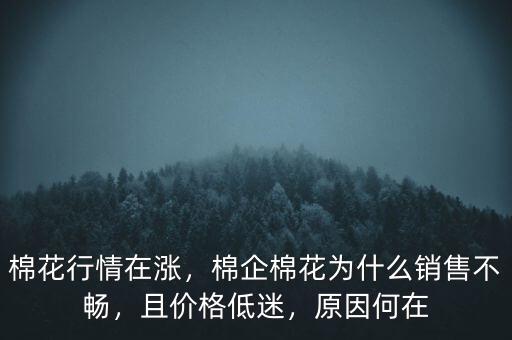 棉花行情在漲，棉企棉花為什么銷售不暢，且價(jià)格低迷，原因何在