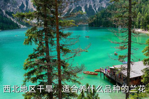 西北地區(qū)干旱，適合養(yǎng)什么品種的蘭花