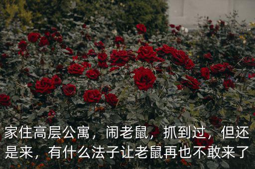 家住高層公寓，鬧老鼠，抓到過，但還是來，有什么法子讓老鼠再也不敢來了