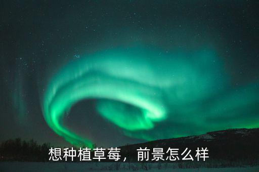 想種植草莓，前景怎么樣