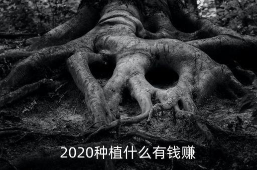 陜北種植什么賺錢(qián),2020種植什么有錢(qián)賺