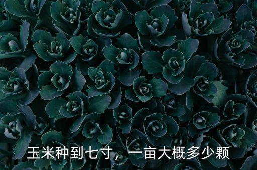 一斤玉米種多少粒一畝種多少,一畝地需要多少斤玉米種子