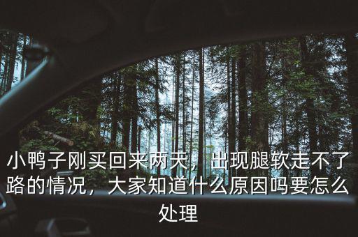 小鴨子剛買回來兩天，出現(xiàn)腿軟走不了路的情況，大家知道什么原因嗎要怎么處理