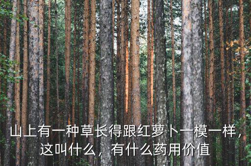 山上有一種草長(zhǎng)得跟紅蘿卜一模一樣，這叫什么，有什么藥用價(jià)值