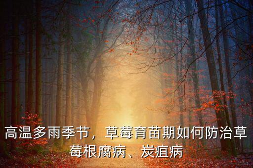 高溫多雨季節(jié)，草莓育苗期如何防治草莓根腐病、炭疽病