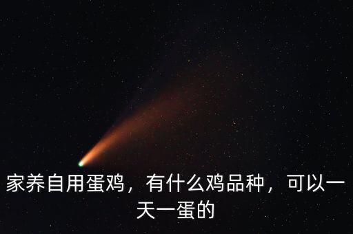 家養(yǎng)自用蛋雞，有什么雞品種，可以一天一蛋的