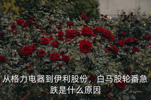 從格力電器到伊利股份，白馬股輪番急跌是什么原因
