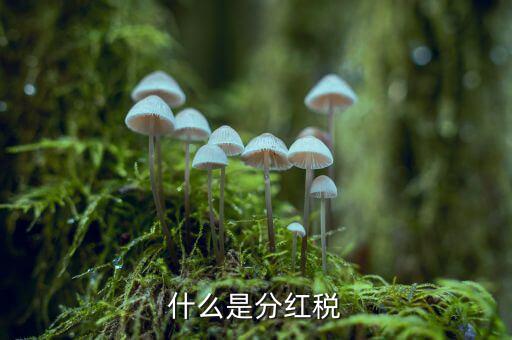 什么叫稅收紅利，什么是紅利稅企業(yè)交企業(yè)所得稅后分紅給個人還需要交個人所得稅不