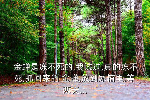 捉到金蟬后怎么辦,蟬爬上樹干纏繞20到30厘米