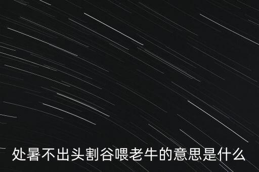 處暑不出頭割谷喂老牛的意思是什么