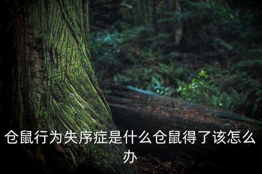烏靈菌粉是什么，倉鼠行為失序癥是什么倉鼠得了該怎么辦