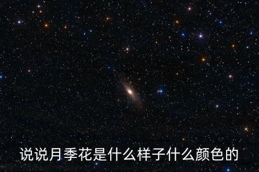 說說月季花是什么樣子什么顏色的