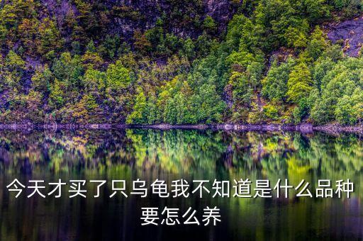 烏龜還沒買萬科之前是什么樣，買了一只烏龜回來比較大但是不認(rèn)識(shí)這是什么品種的有圖有認(rèn)