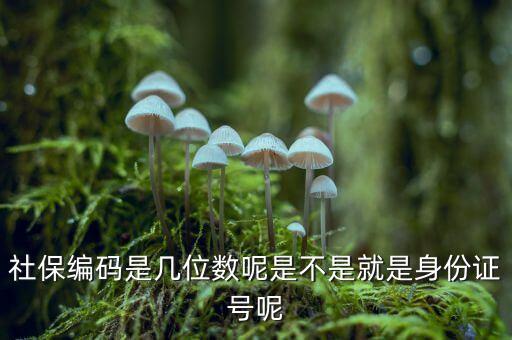 單位社保編碼14位是什么，什么是社保編號