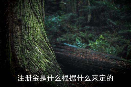 注冊金是什么根據(jù)什么來定的