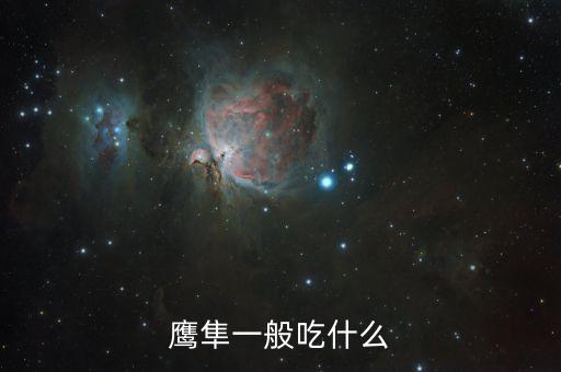 雛鷹吃什么，老鷹會(huì)吃什么
