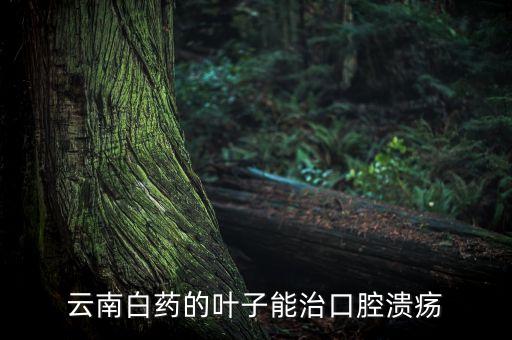 云南白藥葉子有什么用，云南白藥的葉子和地下長的果實怎樣使用
