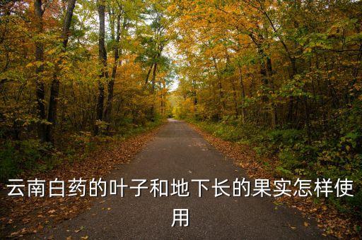 云南白藥的葉子和地下長(zhǎng)的果實(shí)怎樣使用