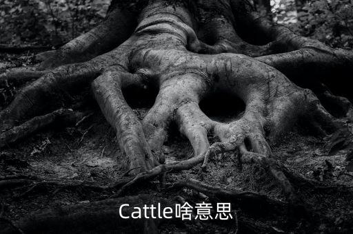 ?；仡^什么意思，Cattle啥意思