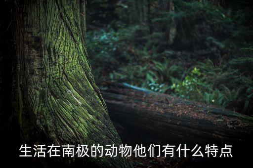 生活在南極的他們用什么理財(cái)，生活在南極的企鵝他們?nèi)绾卫碡?cái)