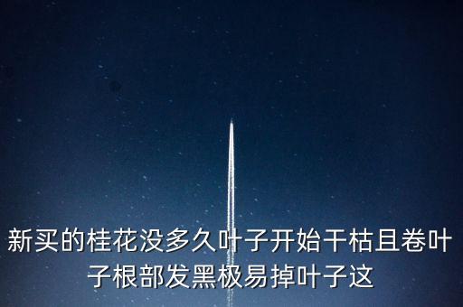 桂花樹過剩什么時候能緩解，盆栽的桂花為什么老掉葉子