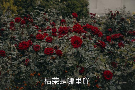 枯榮是哪里吖