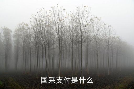 國采支付是什么
