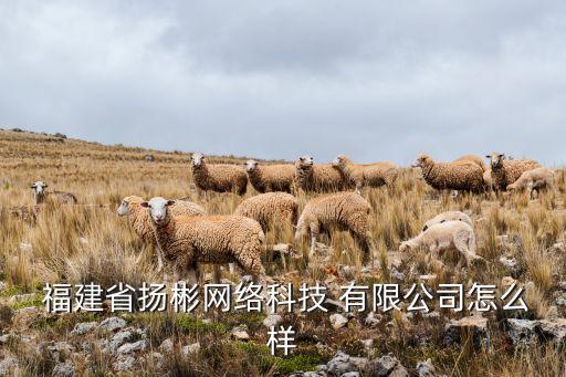  福建省揚彬網(wǎng)絡(luò)科技 有限公司怎么樣