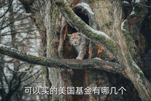 上海晨洲資產管理有限公司