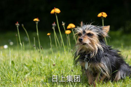 廈門(mén)日上集團(tuán)