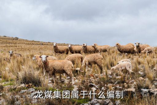 雙鴨山龍煤航天煤化有限公司,龍煤雙鴨山礦業(yè)有限公司最新領導