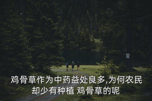 雞骨草收購公司,廣東雞骨草收購市場(chǎng)