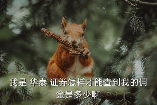我是 華泰 證券怎樣才能查到我的傭金是多少啊