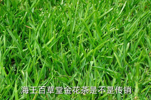  海王百草堂金花茶是不是傳銷